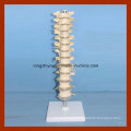 Tamaño de la vida del plástico Modelo de columna espinal de la vértebra torácica